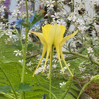 Aquilegia chrysantha 'Yellow Queen'